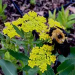 Wildflowers Seed Package - Heart-Leaved Alexander