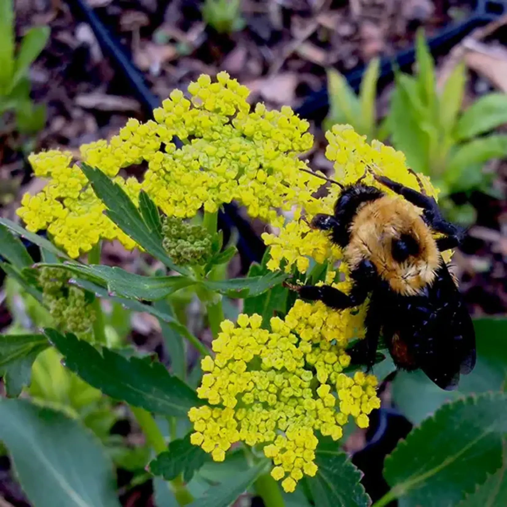 Wildflowers Seed Package - Heart-Leaved Alexander