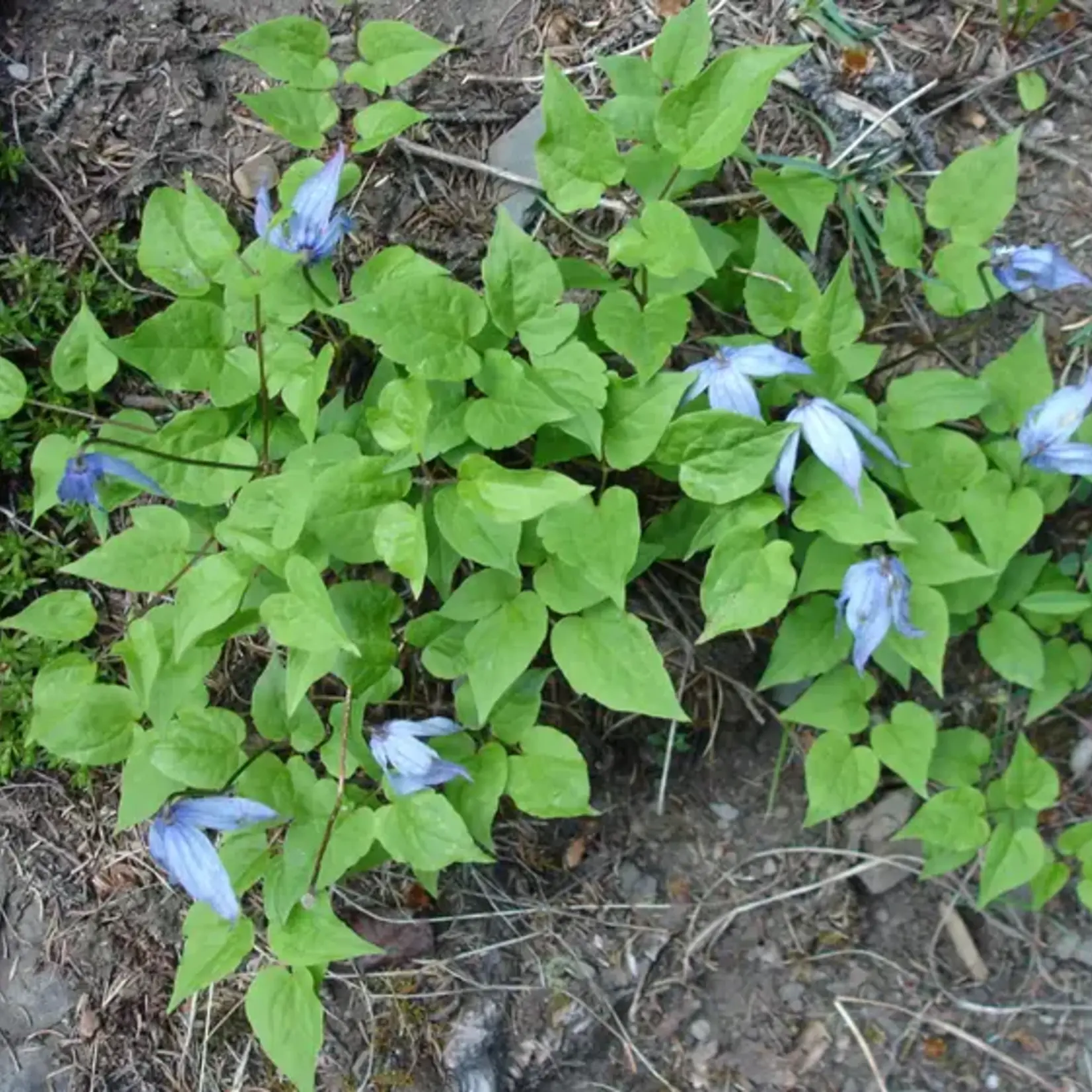 Wildflowers Seed Package - Wild Blue Clematis