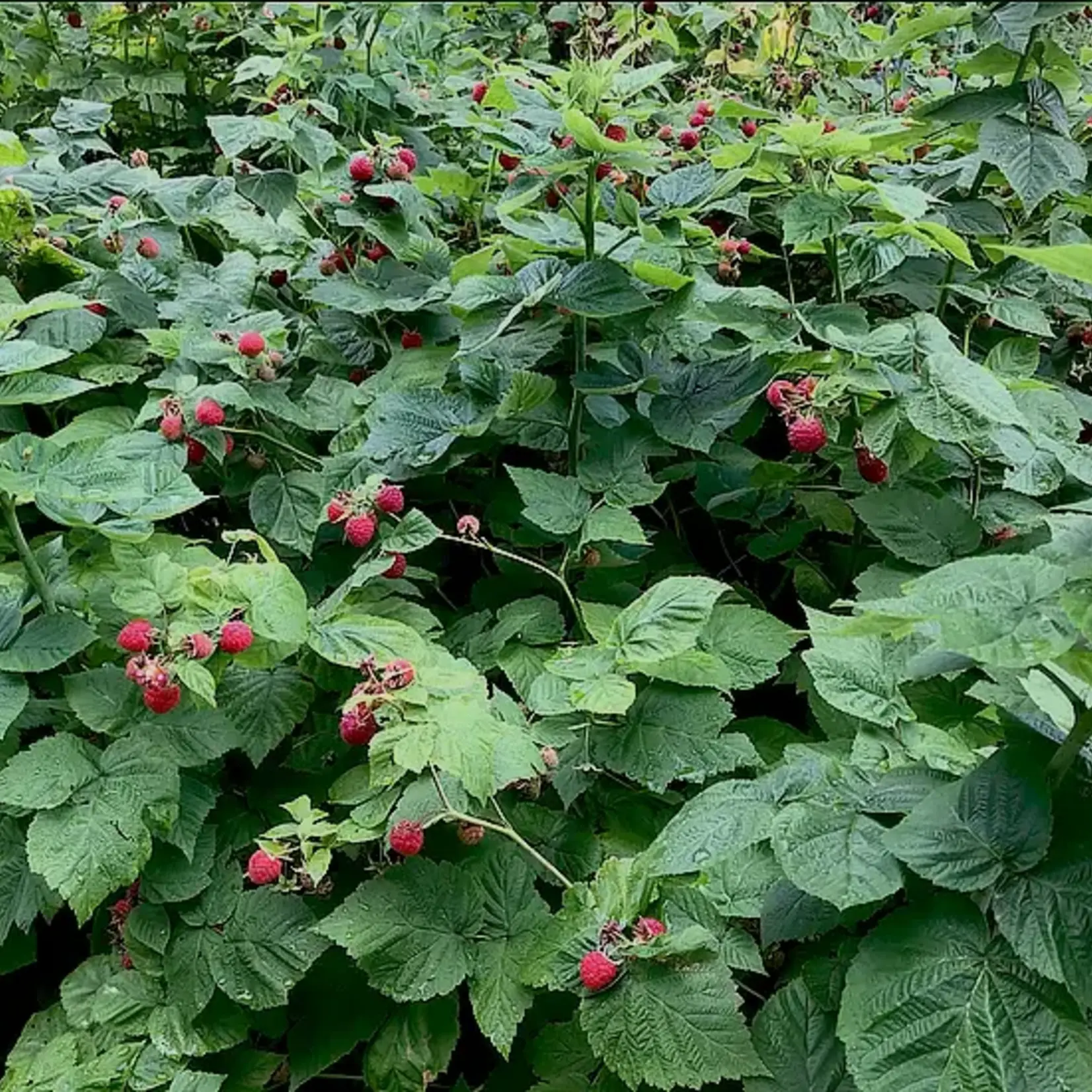 Wildflowers Seed Package - Wild Red Raspberry