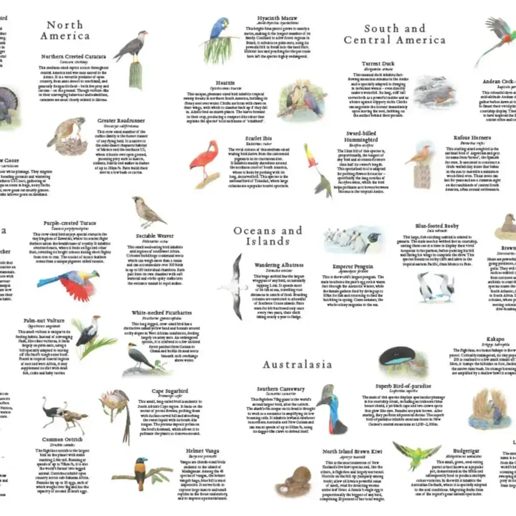 Around the World in 50 Birds 1000 Piece Puzzle