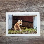 Angela Hindmarsh Photography Greeting Card - Sitting Backward Fox