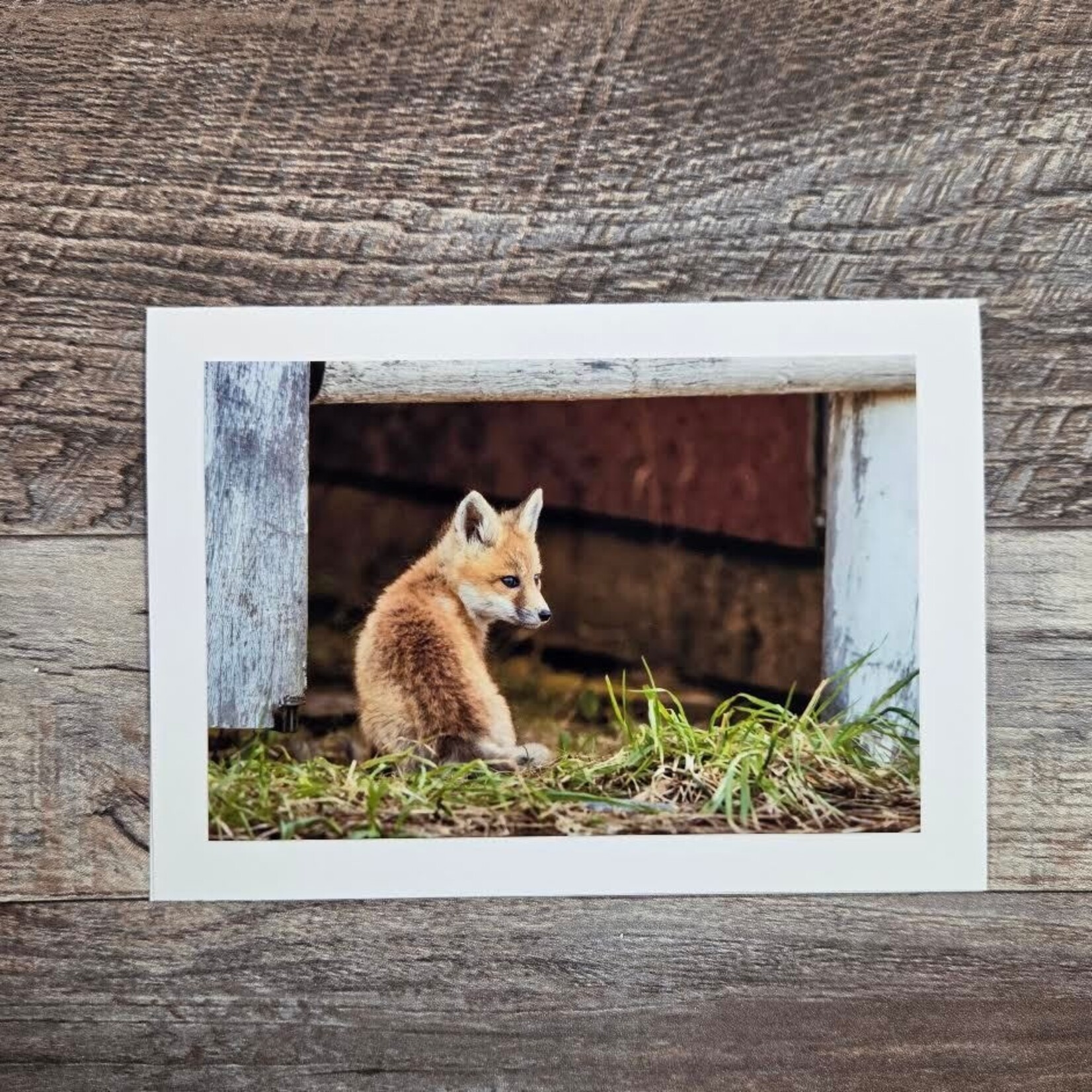 Angela Hindmarsh Photography Greeting Card - Sitting Backward Fox