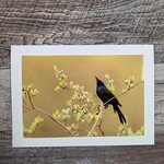 Angela Hindmarsh Photography Greeting Card - Common Grackle