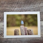 Angela Hindmarsh Photography Greeting Card - Bluebird on Fence