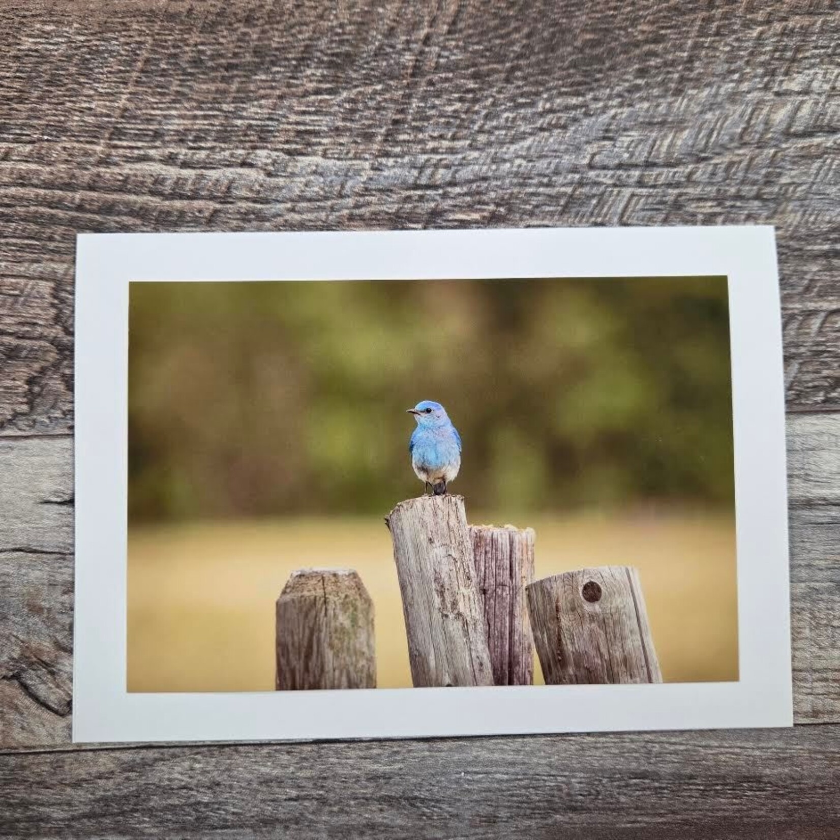 Angela Hindmarsh Photography Greeting Card - Bluebird on Fence