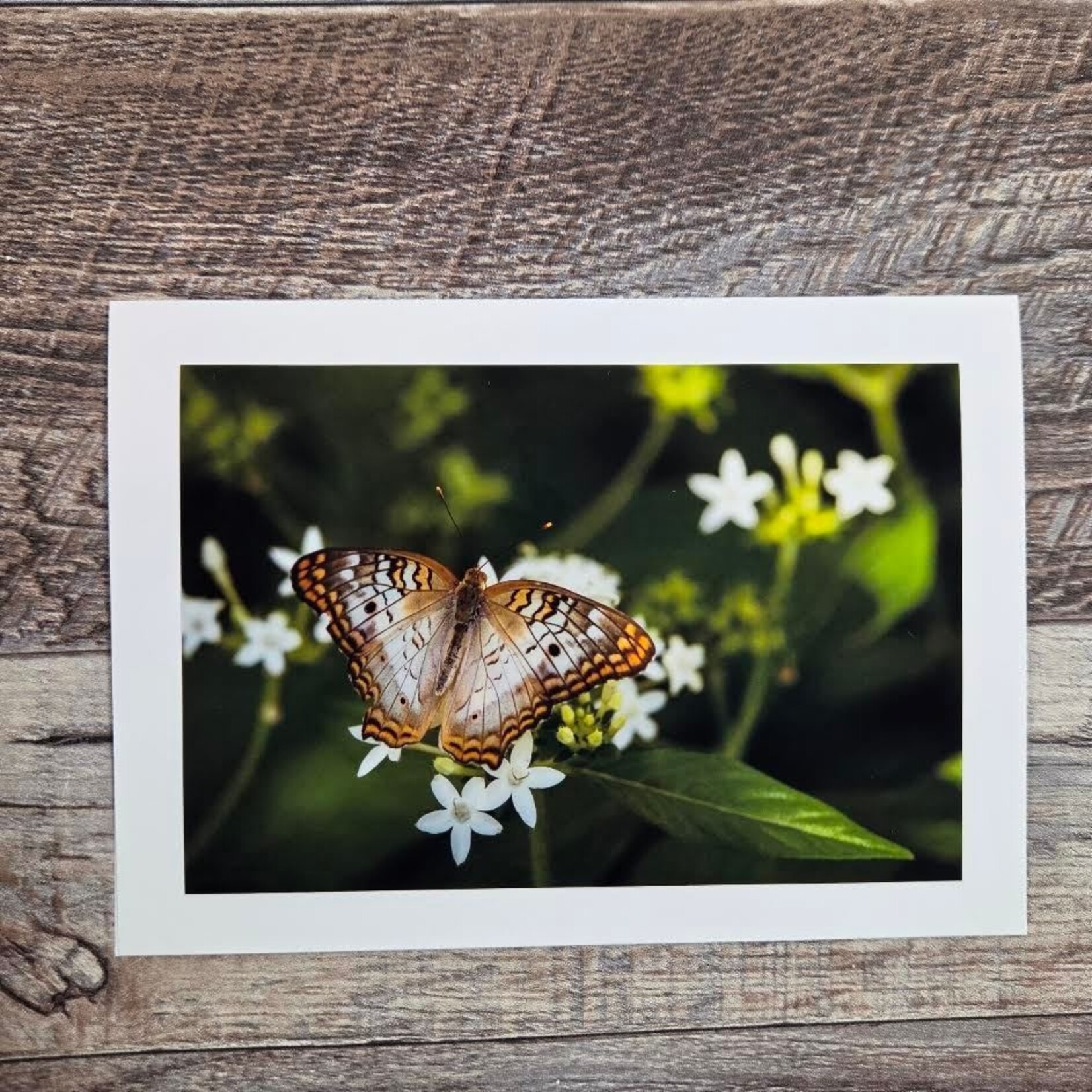 Angela Hindmarsh Photography Greeting Card - Butterfly