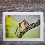 Angela Hindmarsh Photography Greeting Card - Cedar Waxwing