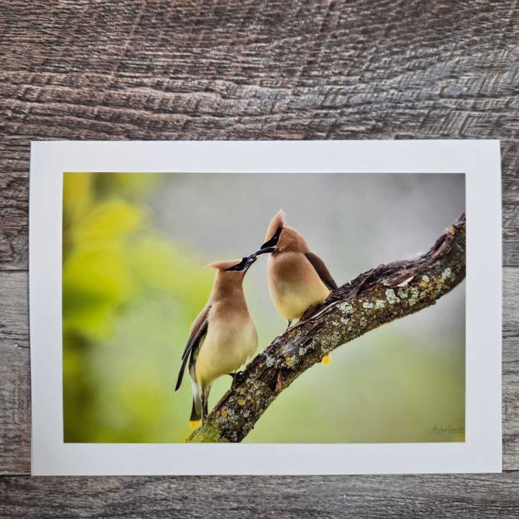 Angela Hindmarsh Photography Greeting Card - Cedar Waxwing