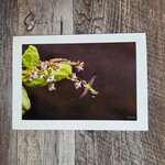 Angela Hindmarsh Photography Greeting Card - Hummingbird Drinking Flower