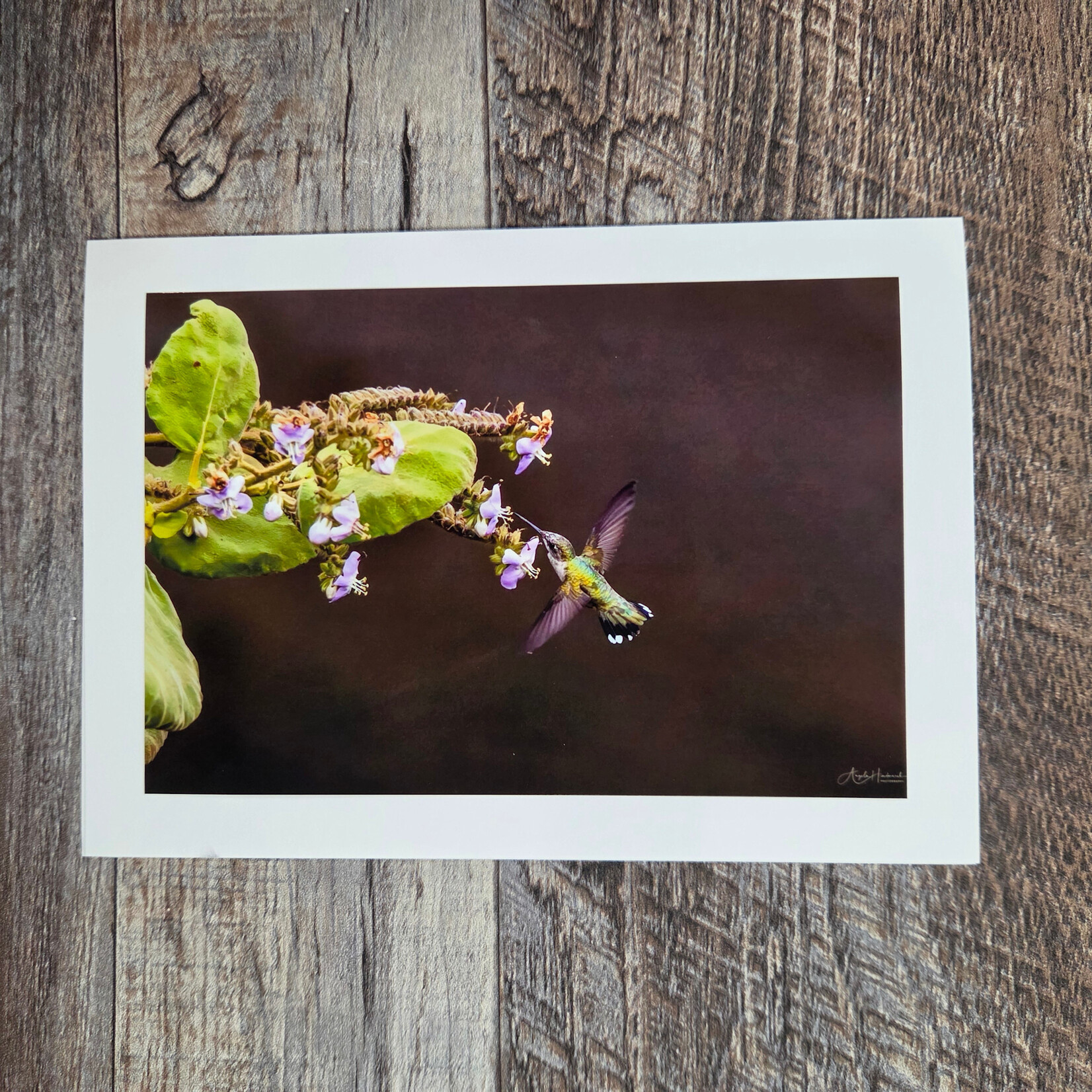 Angela Hindmarsh Photography Greeting Card - Hummingbird Drinking Flower