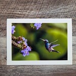 Angela Hindmarsh Photography Greeting Card - Hummingbird