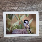 Angela Hindmarsh Photography Greeting Card - Black Capped Chickadee