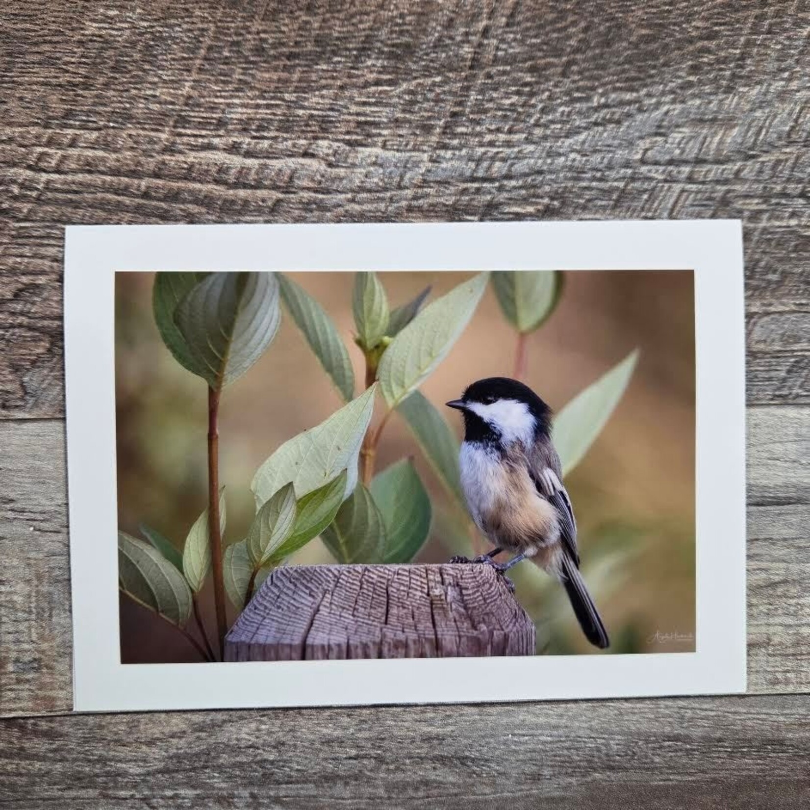 Angela Hindmarsh Photography Greeting Card - Black Capped Chickadee