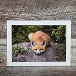 Angela Hindmarsh Photography Greeting Card - Laying Fox