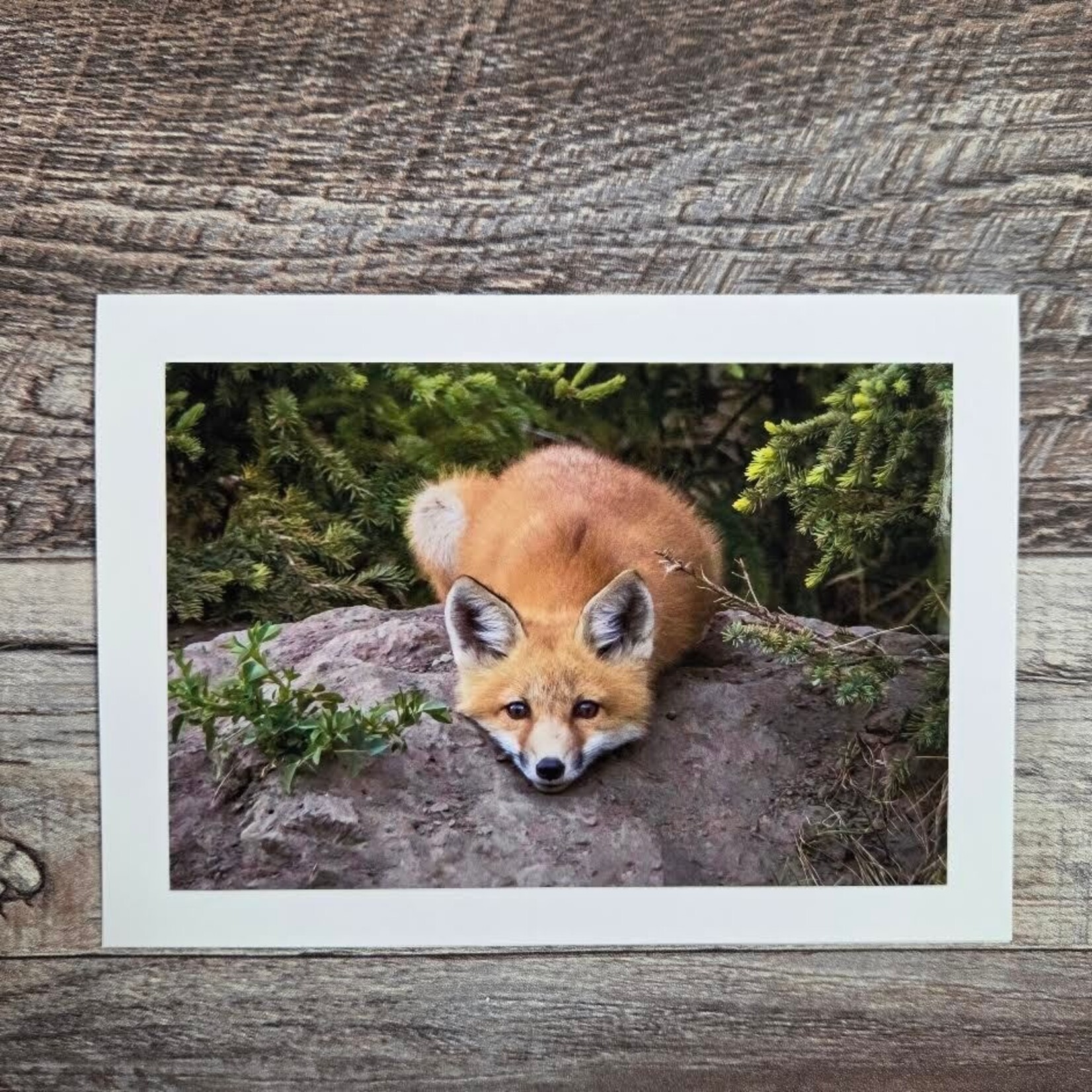 Angela Hindmarsh Photography Greeting Card - Laying Fox