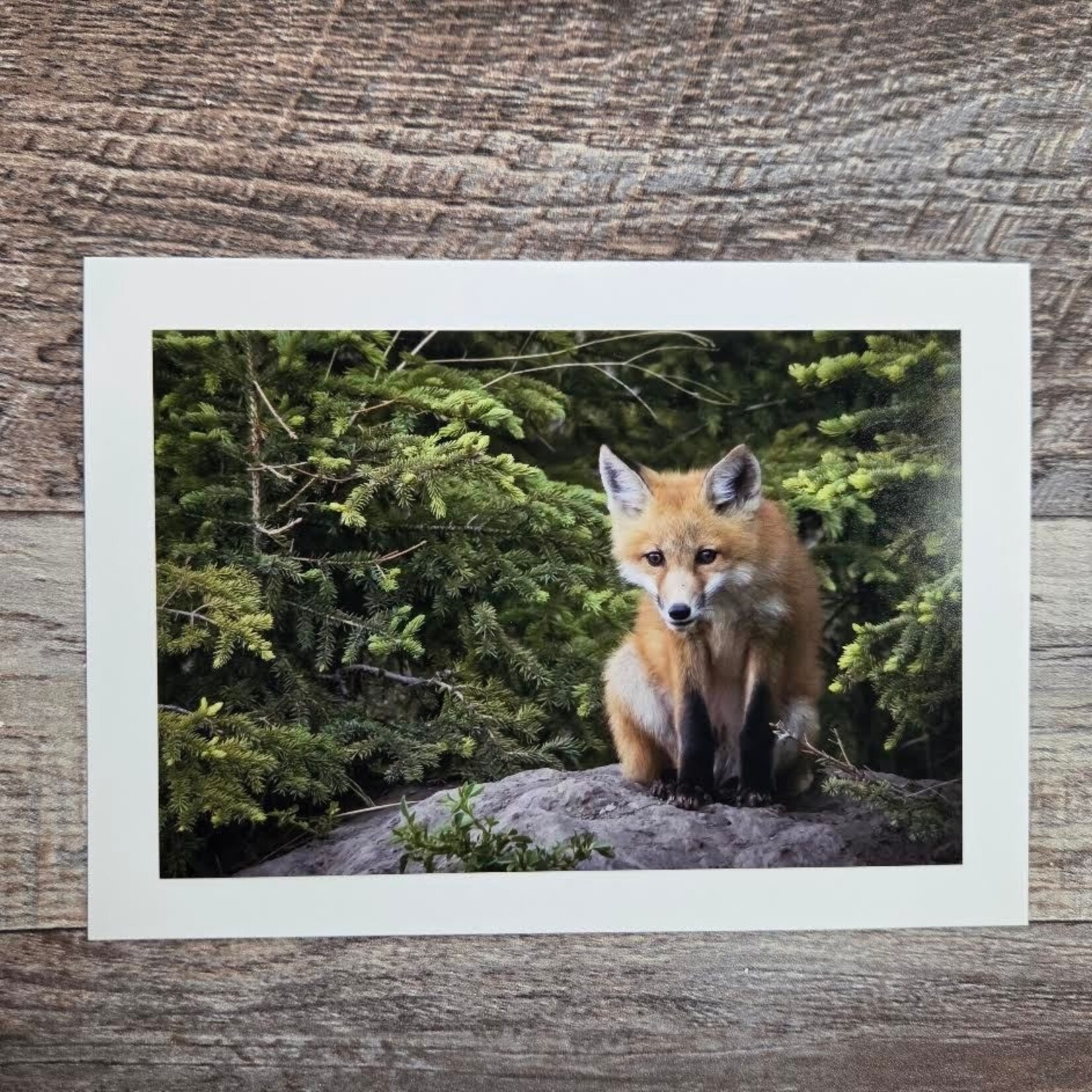 Angela Hindmarsh Photography Greeting Card - Sitting Forward Fox