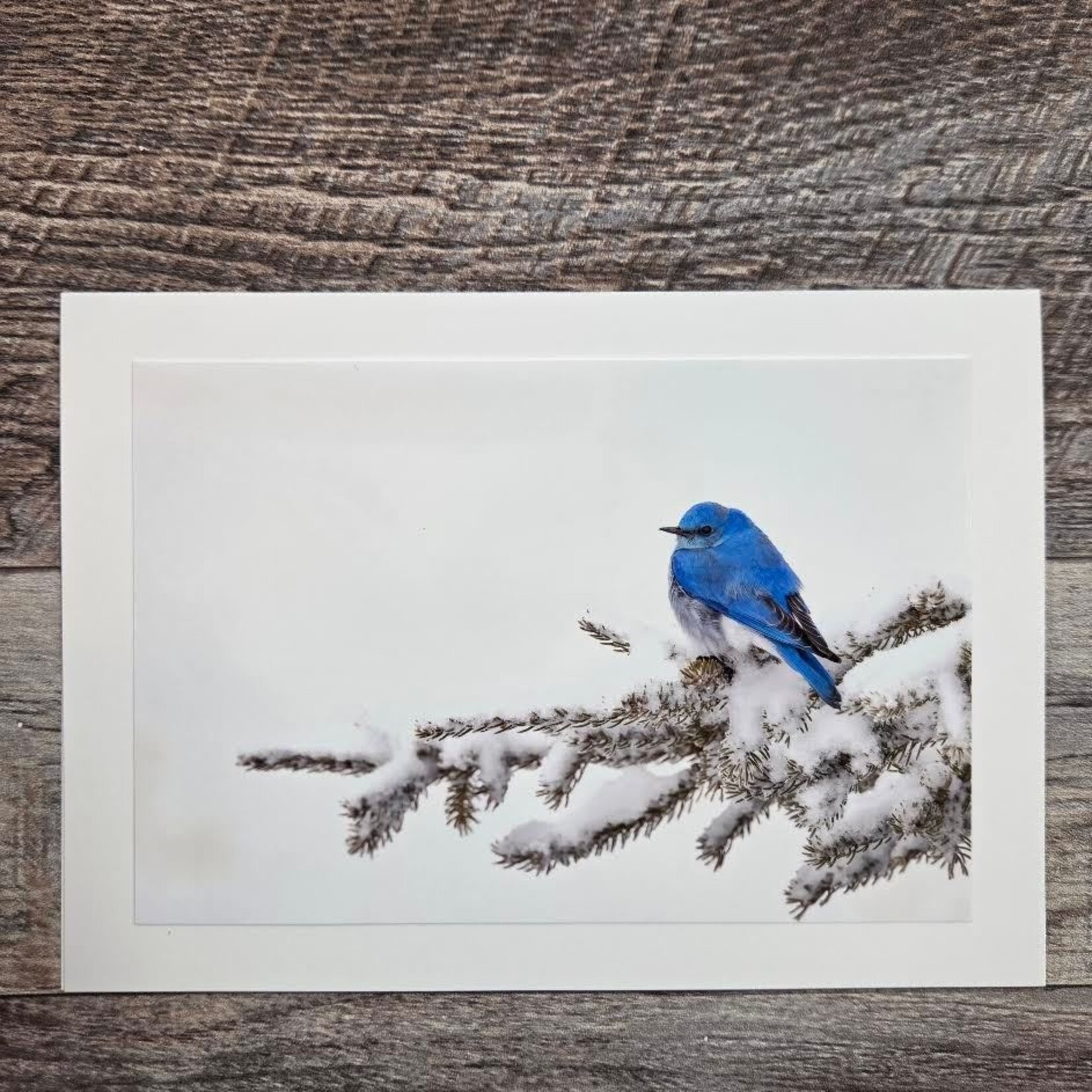 Angela Hindmarsh Photography Greeting Card - Bluebird in Snow