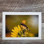 Angela Hindmarsh Photography Greeting Card - Goldfinch