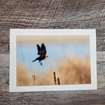 Angela Hindmarsh Photography Greeting Card - Yellow-headed Blackbird Blue