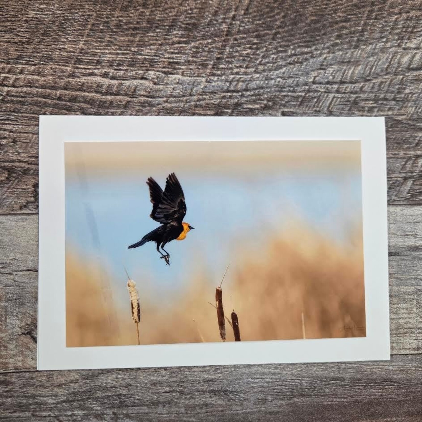 Angela Hindmarsh Photography Greeting Card - Yellow-headed Blackbird Blue