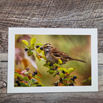 Angela Hindmarsh Photography Greeting Card - White Throated Sparrow