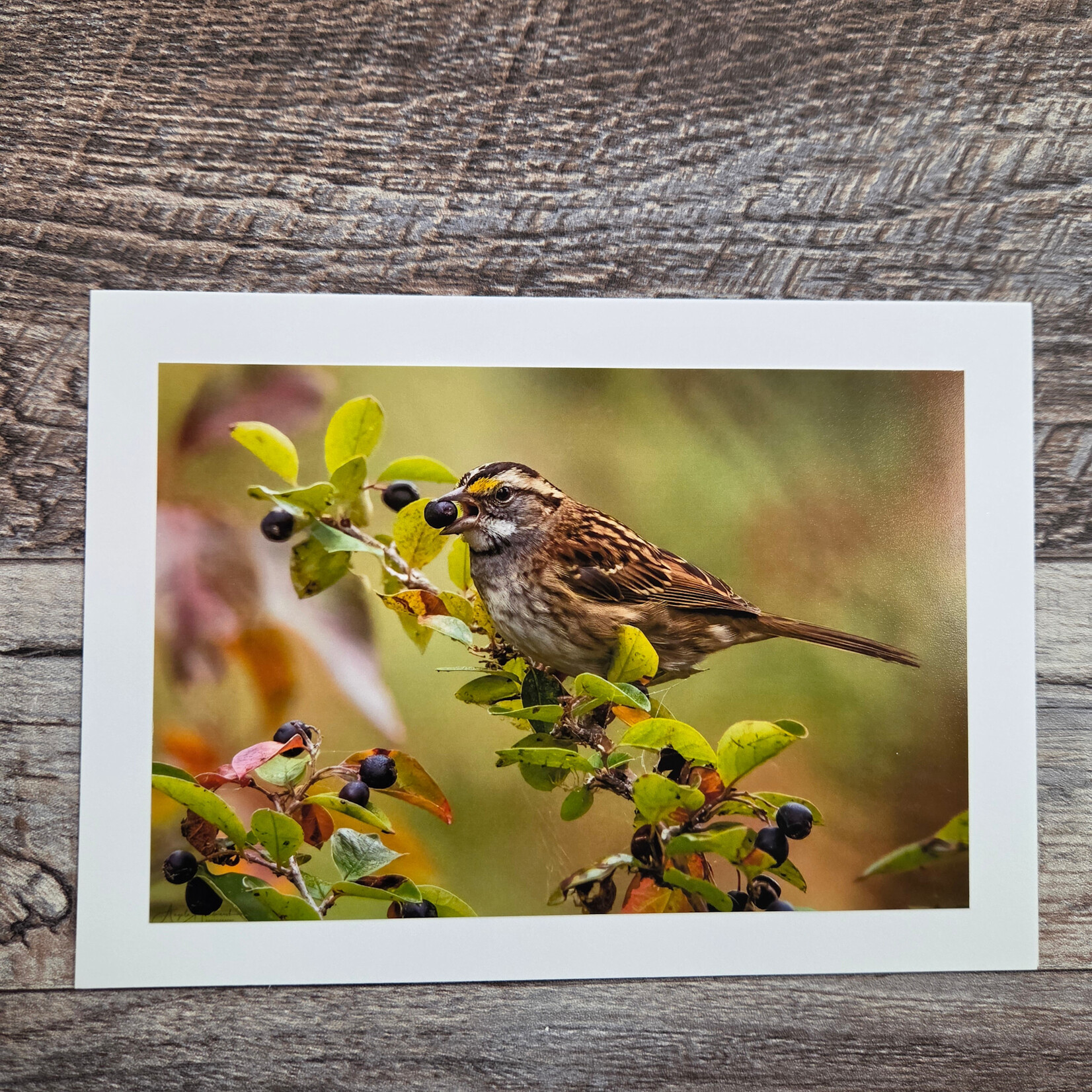 Angela Hindmarsh Photography Greeting Card - White Throated Sparrow