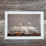 Angela Hindmarsh Photography Greeting Card - Pelican