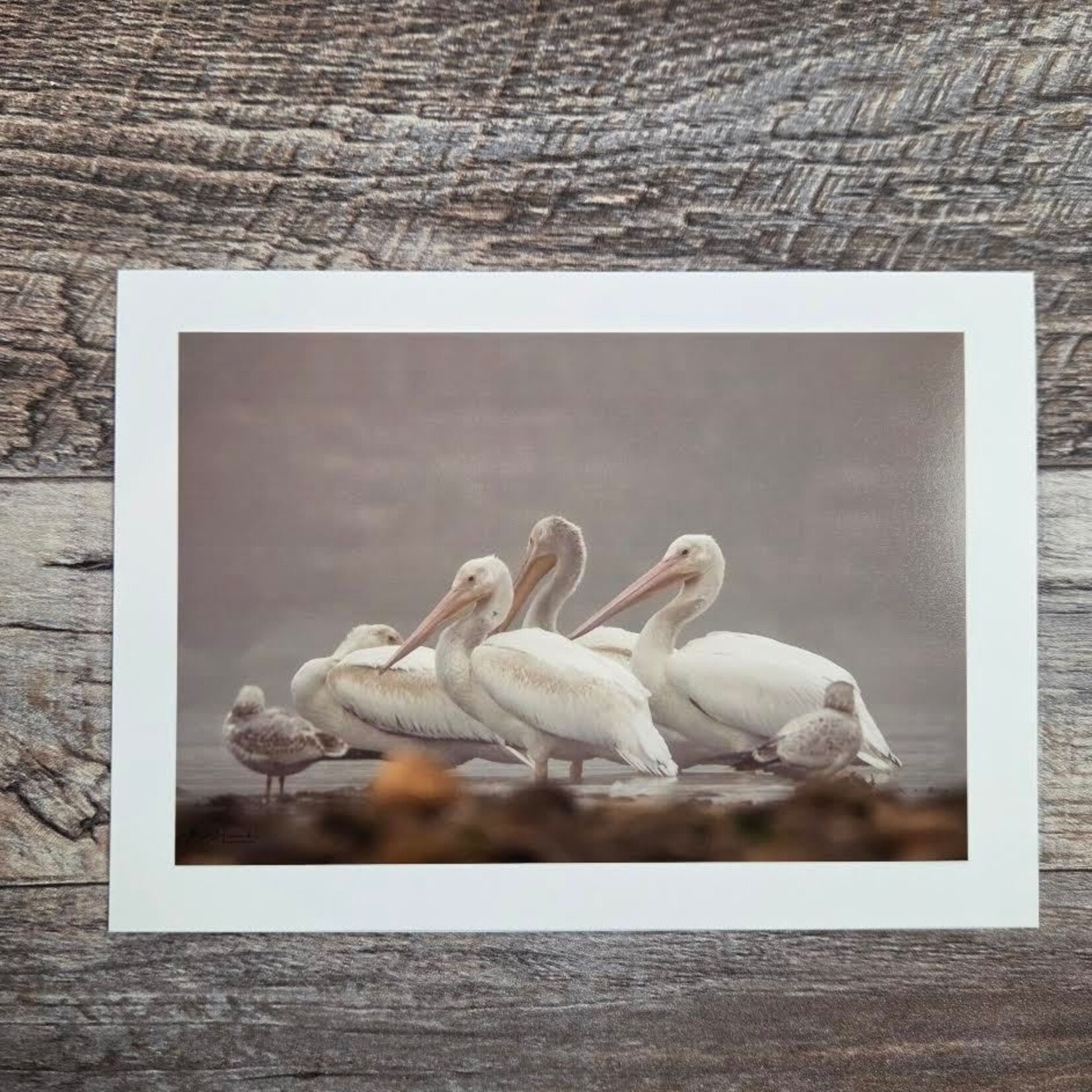 Angela Hindmarsh Photography Greeting Card - Pelican