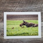 Angela Hindmarsh Photography Greeting Card - Moose