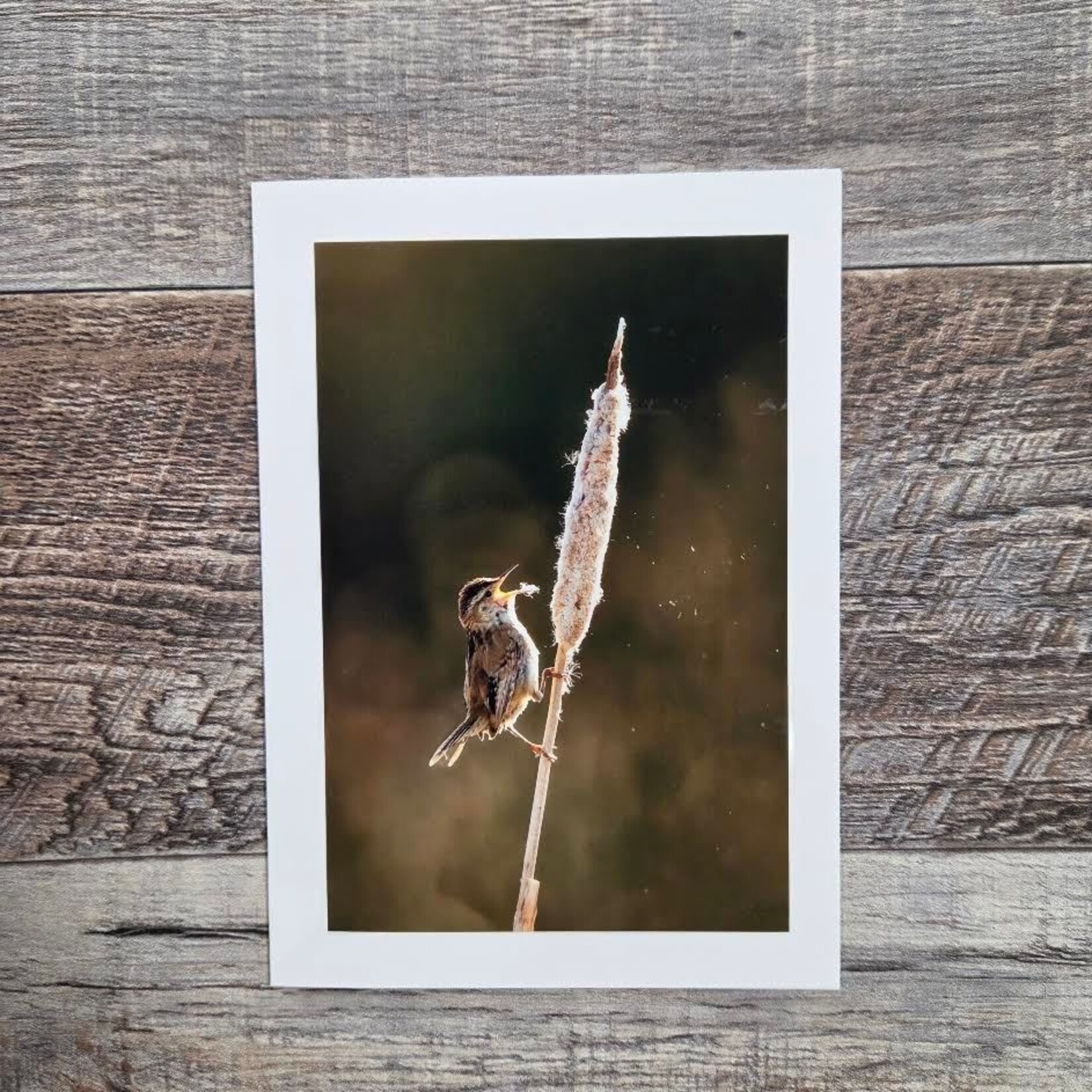 Angela Hindmarsh Photography Greeting Card - Marsh Wren