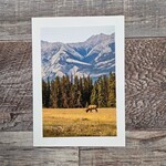 Angela Hindmarsh Photography Greeting Card - Elk