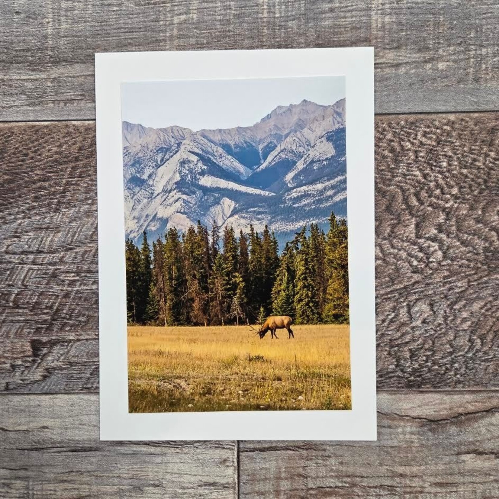 Angela Hindmarsh Photography Greeting Card - Elk