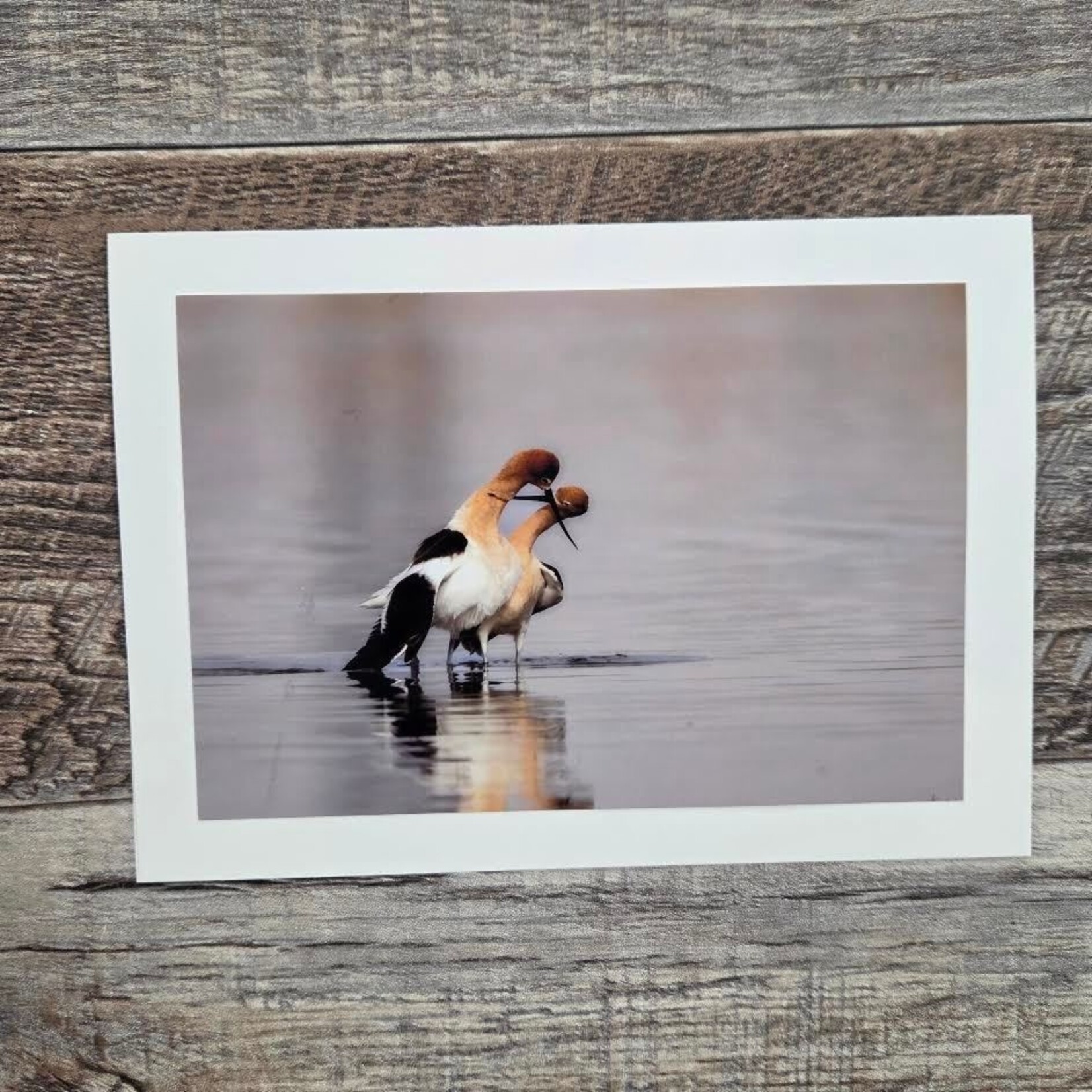 Angela Hindmarsh Photography Greeting Card - American Avocet