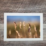Angela Hindmarsh Photography Greeting Card - Common Yellowthroat