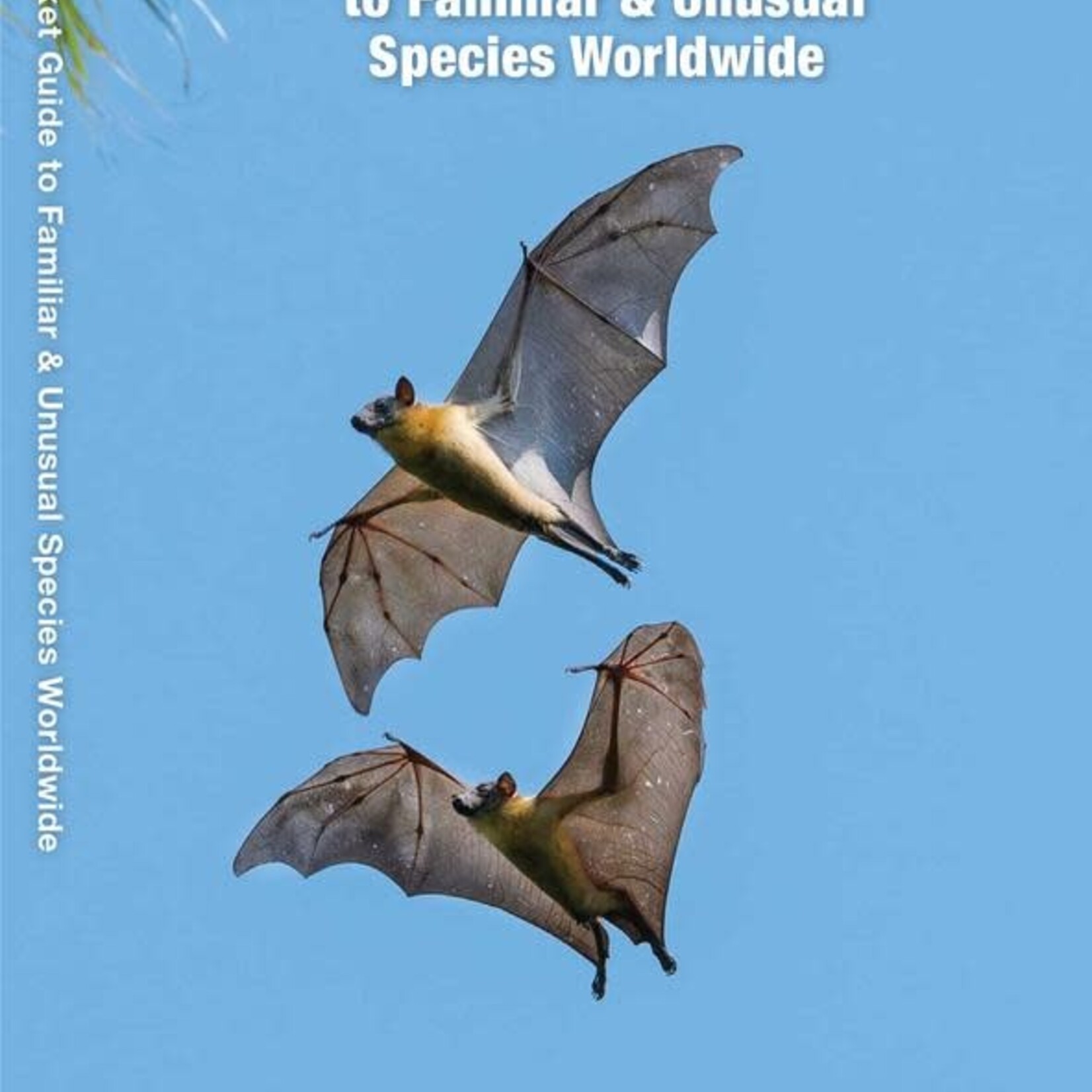 Folding Pocket Guide: Bats