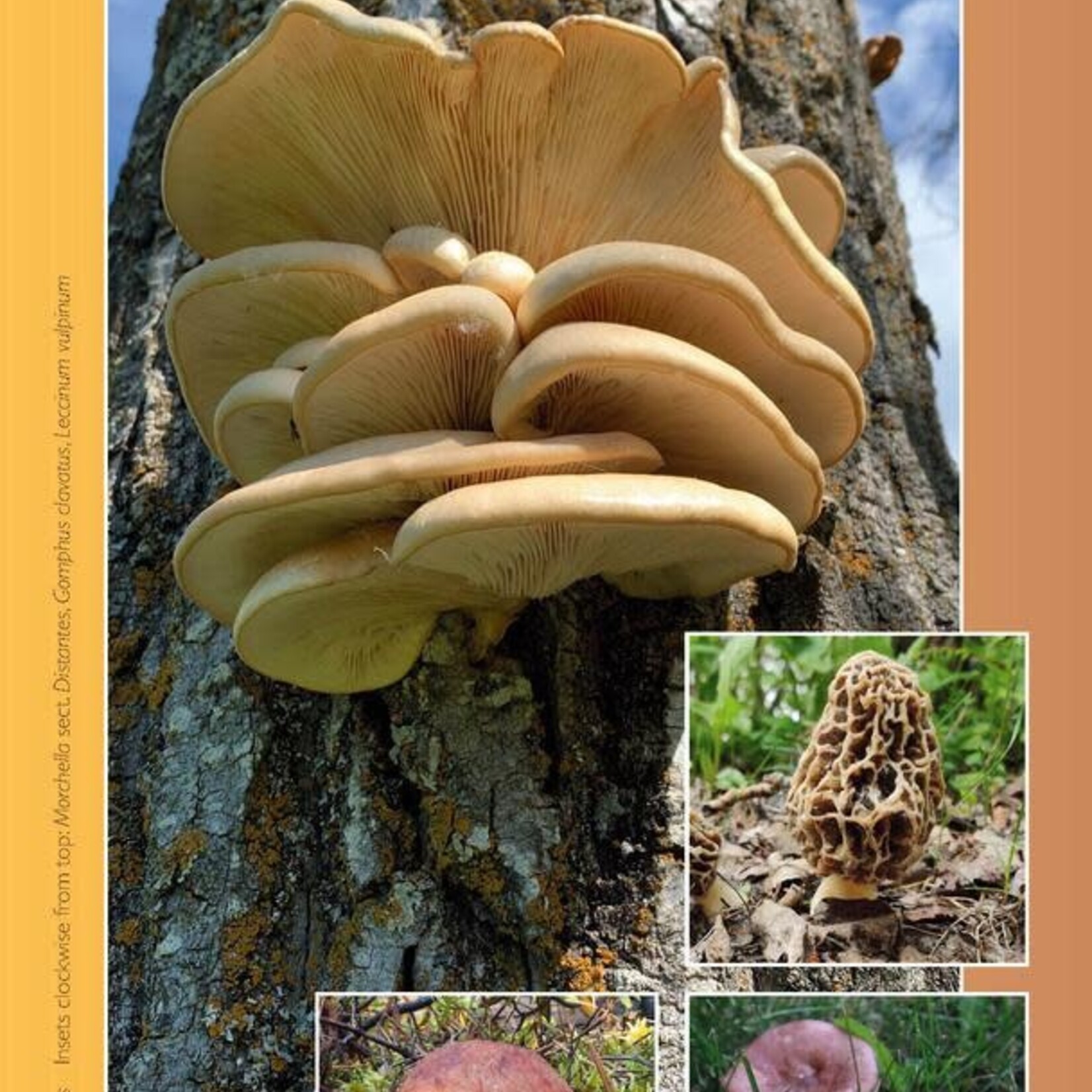 Folding Pocket Guide: Edible Mushrooms of Alberta