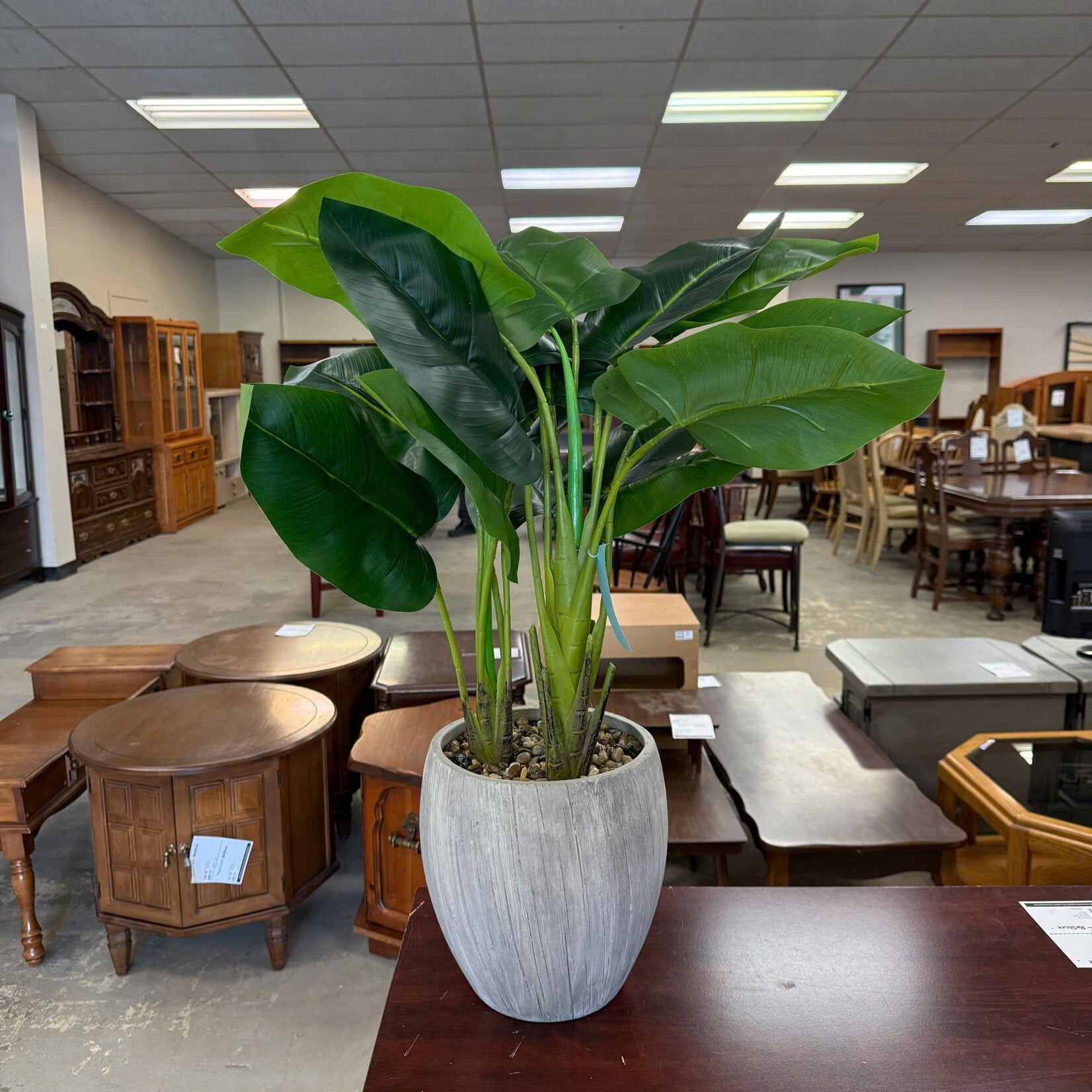 Faux Areca Palm