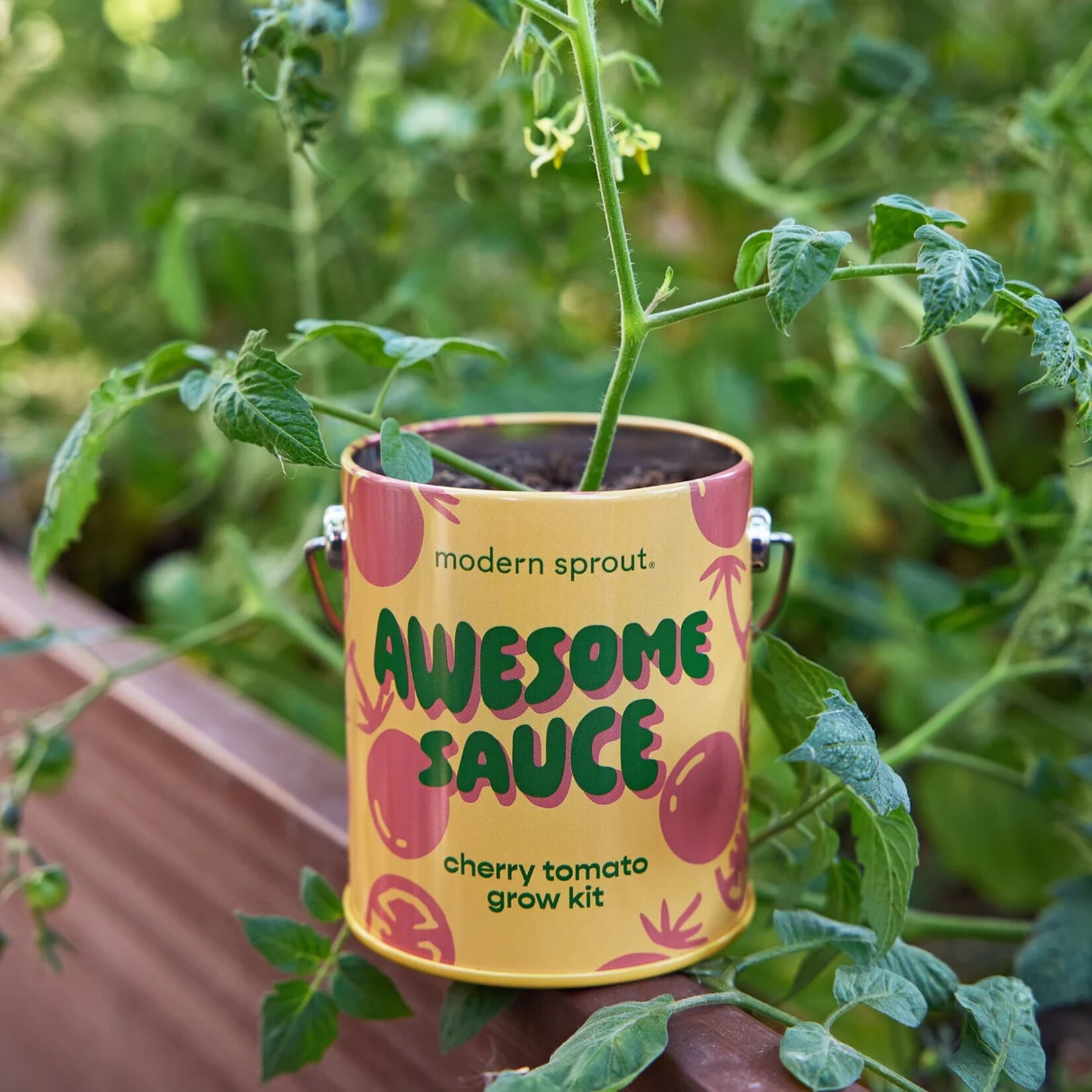 Cherry Tomato Kit