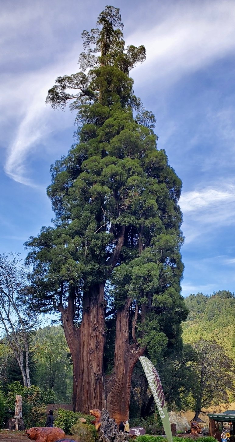 Grandfather Tree Intro