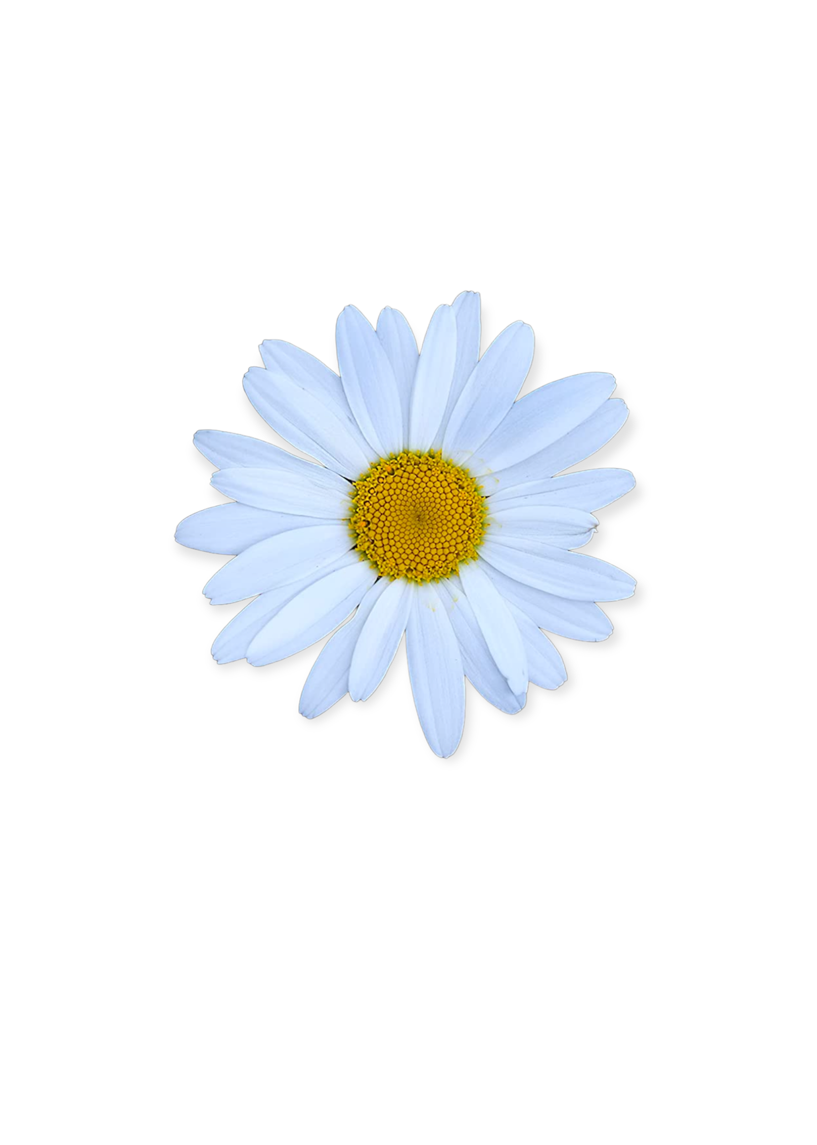 Shasta Daisy Grow Kit Grandfather Tree Gifts and More