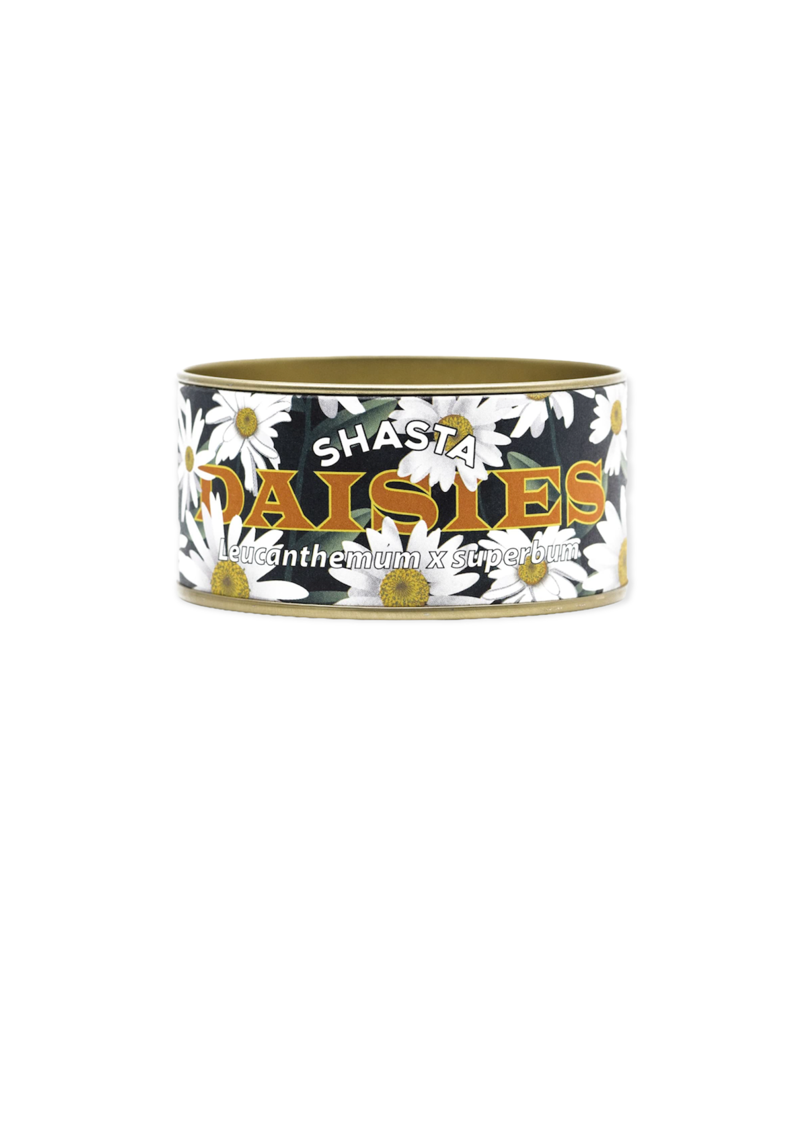 Shasta Daisy Grow Kit Grandfather Tree Gifts and More