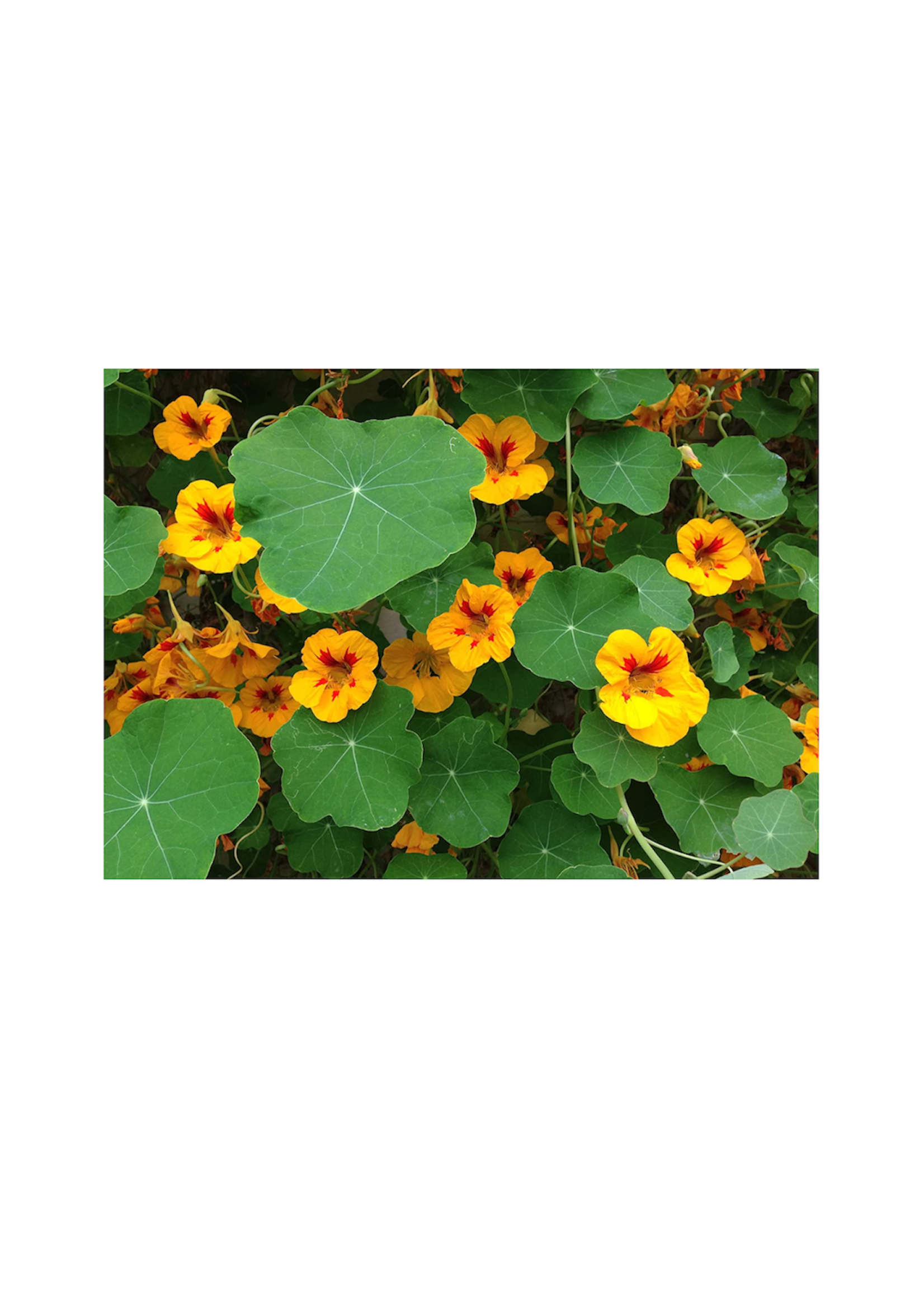 Edible Nasturtiums