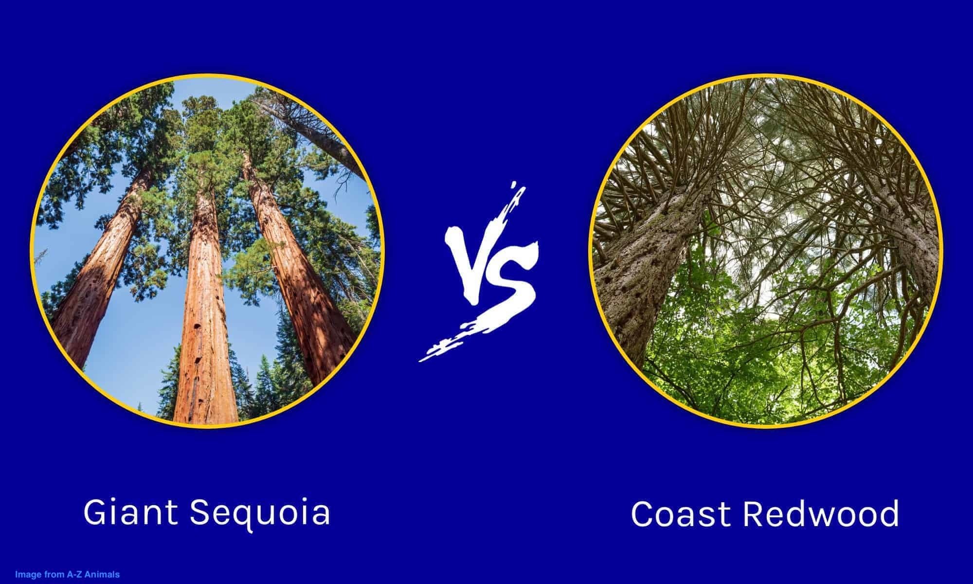 Redwoods: A Tale of Two Trees
