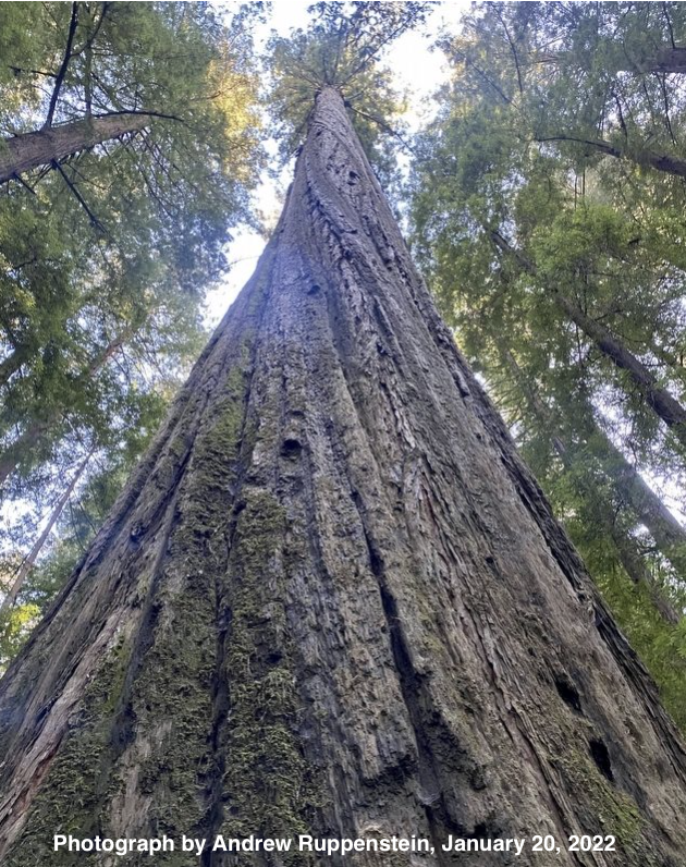 Founder's Grove: A Must-See Along the Avenue of the Giants