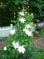 ct - Container Clematis, Hennryi-White