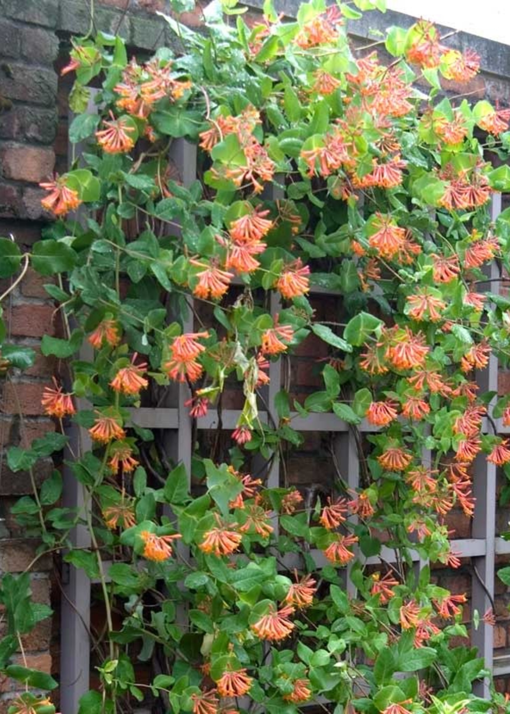 ct - Container Dropmore Scarlet Honeysuckle