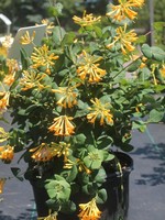 ct - Container Honeybelle Honeysuckle