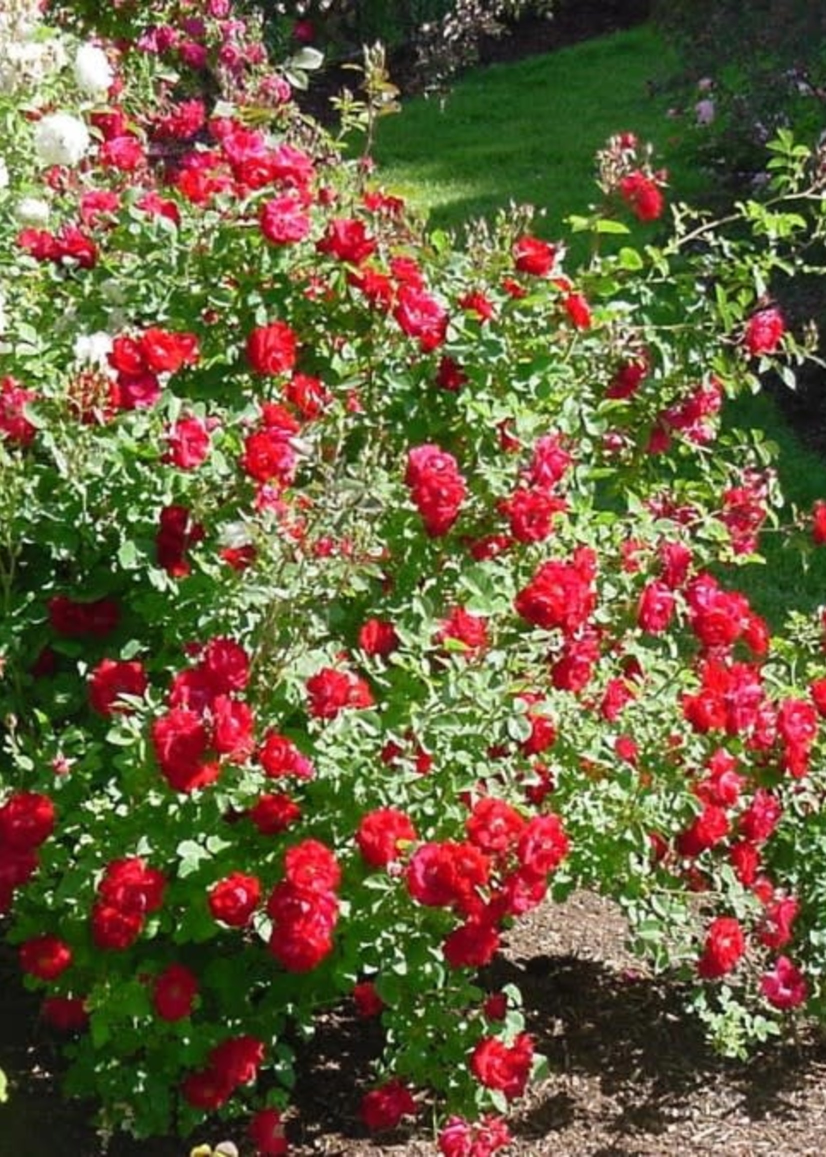 ct - Container Champlain Rose