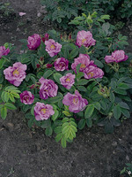 ct - Container Foxi Pavement Rose